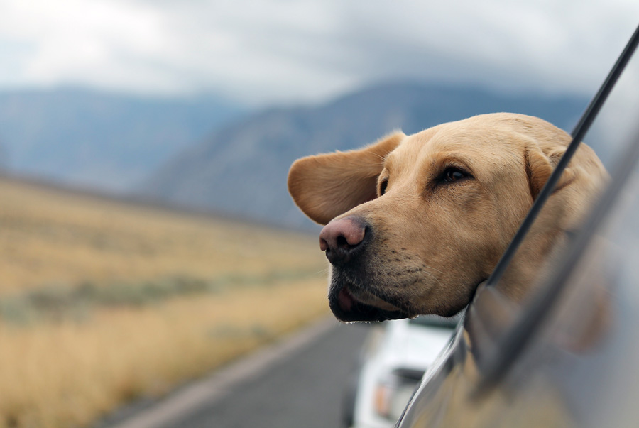 Start the car and head in any direction!