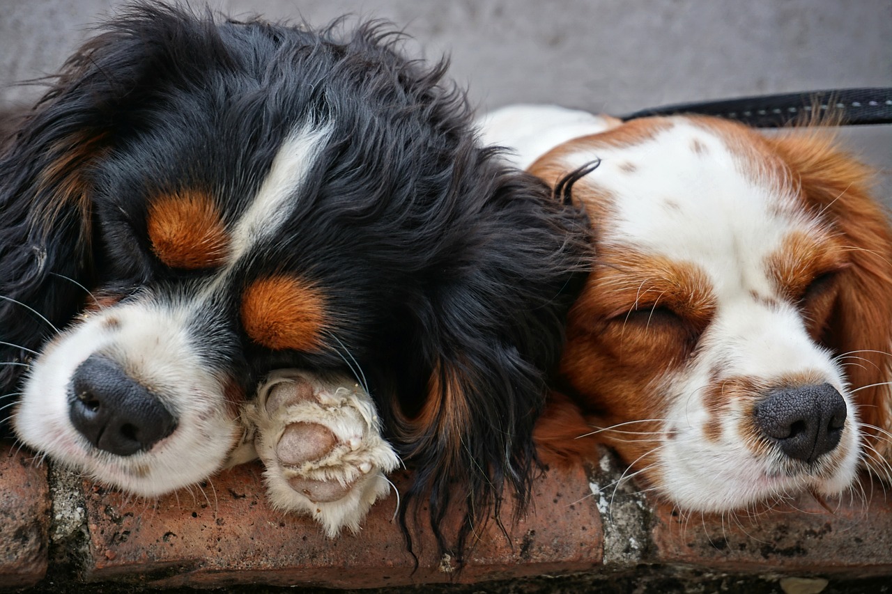 Successfully relocate with your pet